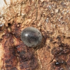 Coccinellidae (family) (Unidentified lady beetle) at Flea Bog Flat, Bruce - 12 Sep 2020 by AlisonMilton