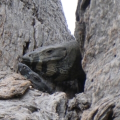 Varanus varius (Lace Monitor) at Black Range, NSW - 13 Sep 2020 by StephH