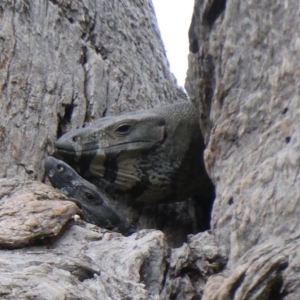 Varanus varius at Black Range, NSW - 13 Sep 2020