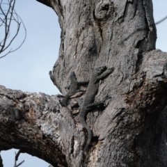 Varanus varius at Black Range, NSW - 13 Sep 2020