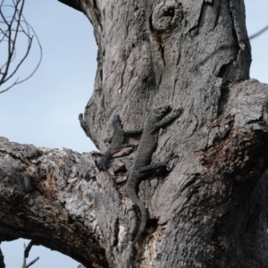 Varanus varius at Black Range, NSW - 13 Sep 2020