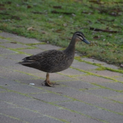 Anas superciliosa (Pacific Black Duck) at Wamboin, NSW - 5 Jun 2020 by natureguy