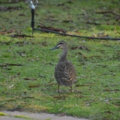 Anas superciliosa at Wamboin, NSW - 5 Jun 2020 12:01 PM