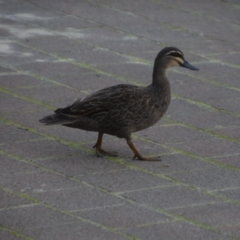 Anas superciliosa at Wamboin, NSW - 5 Jun 2020 12:01 PM