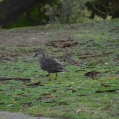 Anas superciliosa at Wamboin, NSW - 5 Jun 2020