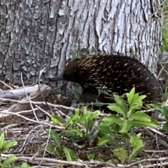 Tachyglossus aculeatus (Short-beaked Echidna) at Black Range, NSW - 13 Sep 2020 by StephH