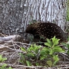 Tachyglossus aculeatus (Short-beaked Echidna) at Black Range, NSW - 13 Sep 2020 by Steph H