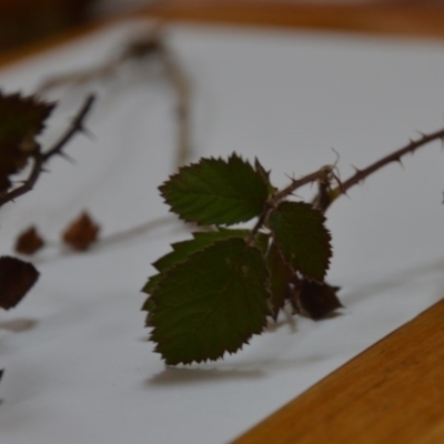 Rubus anglocandicans (Blackberry) at Wamboin, NSW - 12 Jun 2020 by natureguy