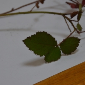 Rubus anglocandicans at Wamboin, NSW - 12 Jun 2020 06:18 PM