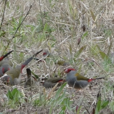 Neochmia temporalis (Red-browed Finch) at Black Range, NSW - 13 Sep 2020 by StephH