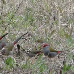 Neochmia temporalis (Red-browed Finch) at Black Range, NSW - 13 Sep 2020 by Steph H