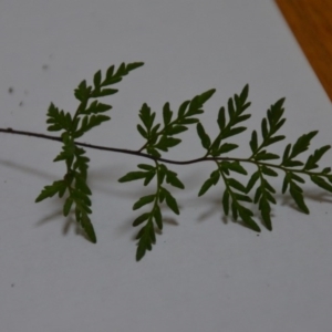 Cheilanthes austrotenuifolia at Wamboin, NSW - 12 Jun 2020