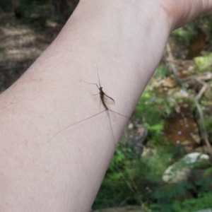 Ephemeroptera (order) at Termeil, NSW - 10 Sep 2020