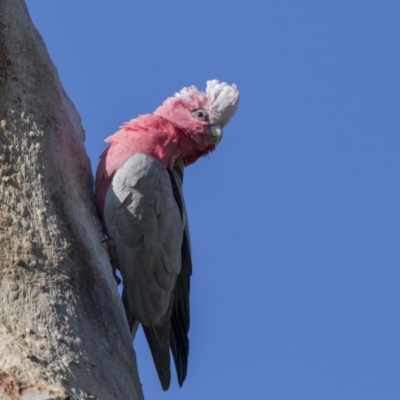 Eolophus roseicapilla (Galah) at Macquarie, ACT - 11 Sep 2020 by AlisonMilton