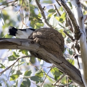 Eolophus roseicapilla at Macquarie, ACT - 11 Sep 2020