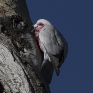 Eolophus roseicapilla at Macquarie, ACT - 11 Sep 2020