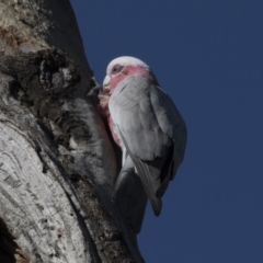 Eolophus roseicapilla at Macquarie, ACT - 11 Sep 2020