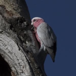 Eolophus roseicapilla at Macquarie, ACT - 11 Sep 2020