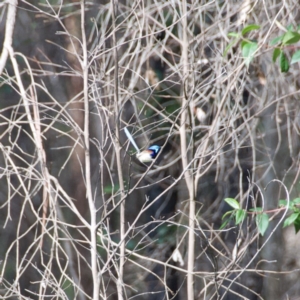 Malurus lamberti at Termeil, NSW - 10 Sep 2020