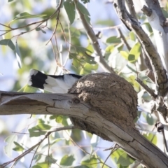 Grallina cyanoleuca (Magpie-lark) at Macquarie, ACT - 11 Sep 2020 by AlisonMilton