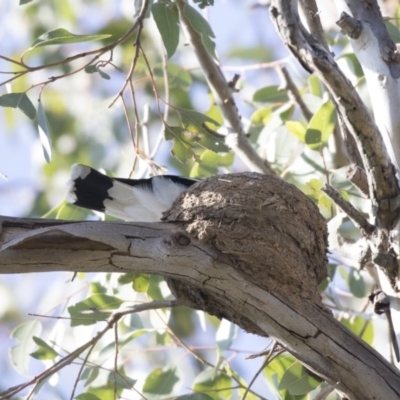 Grallina cyanoleuca (Magpie-lark) at Macquarie, ACT - 10 Sep 2020 by AlisonMilton