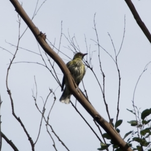 Oriolus sagittatus at Termeil, NSW - 10 Sep 2020