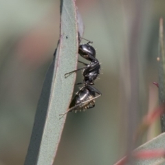 Camponotus aeneopilosus (A Golden-tailed sugar ant) at Macquarie, ACT - 11 Sep 2020 by AlisonMilton