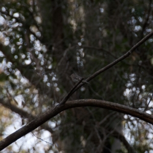 Petroica rosea at Termeil, NSW - suppressed