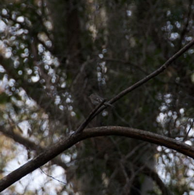 Petroica rosea (Rose Robin) at Termeil, NSW - 10 Sep 2020 by wendie