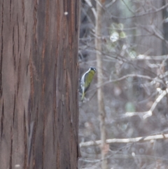 Melithreptus lunatus (White-naped Honeyeater) at WI Private Property - 10 Sep 2020 by wendie