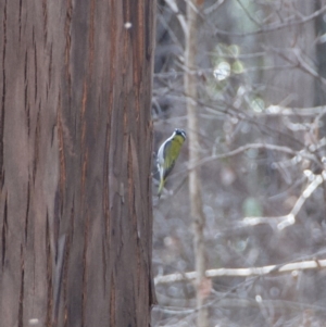 Melithreptus lunatus at Morton, NSW - suppressed