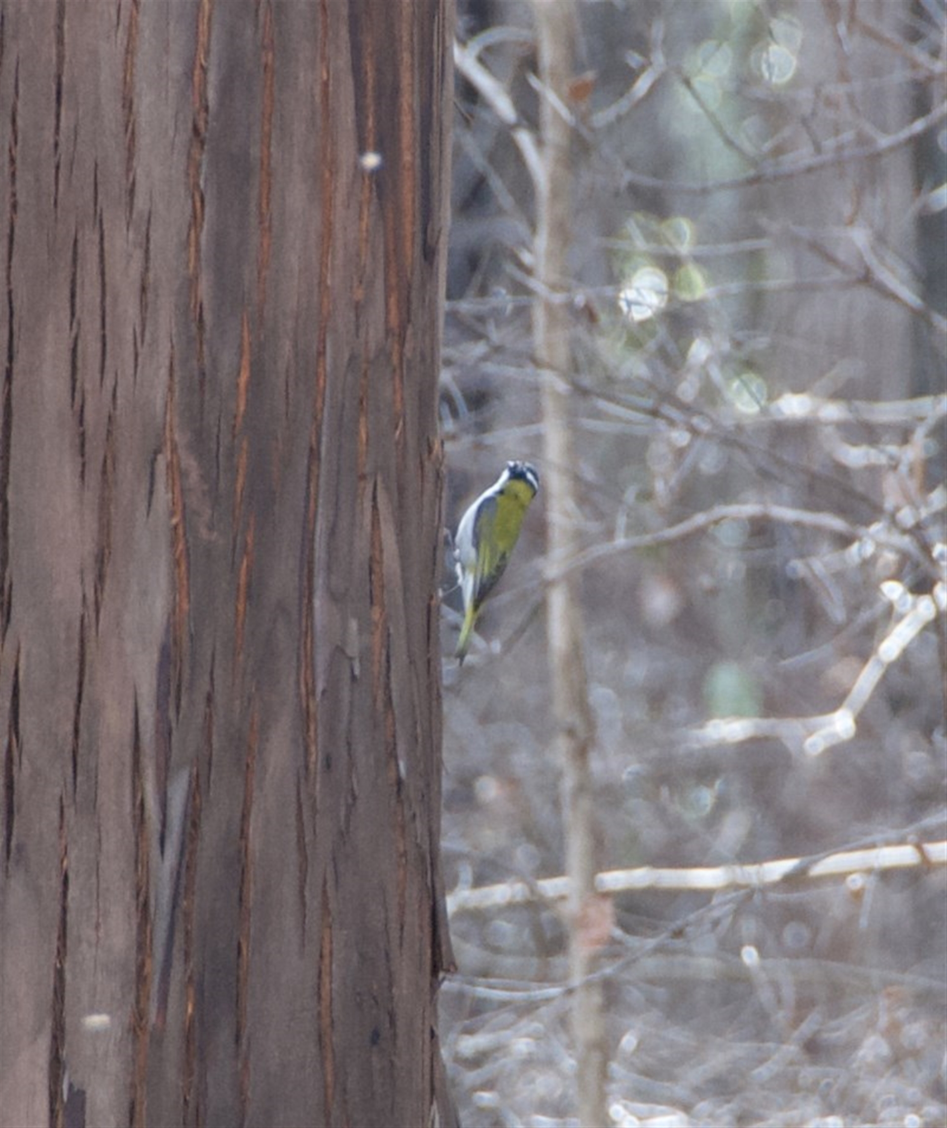 Melithreptus lunatus at Morton, NSW - suppressed
