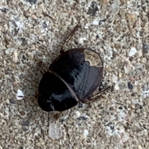 Cydnidae (family) at Black Range, NSW - 13 Sep 2020