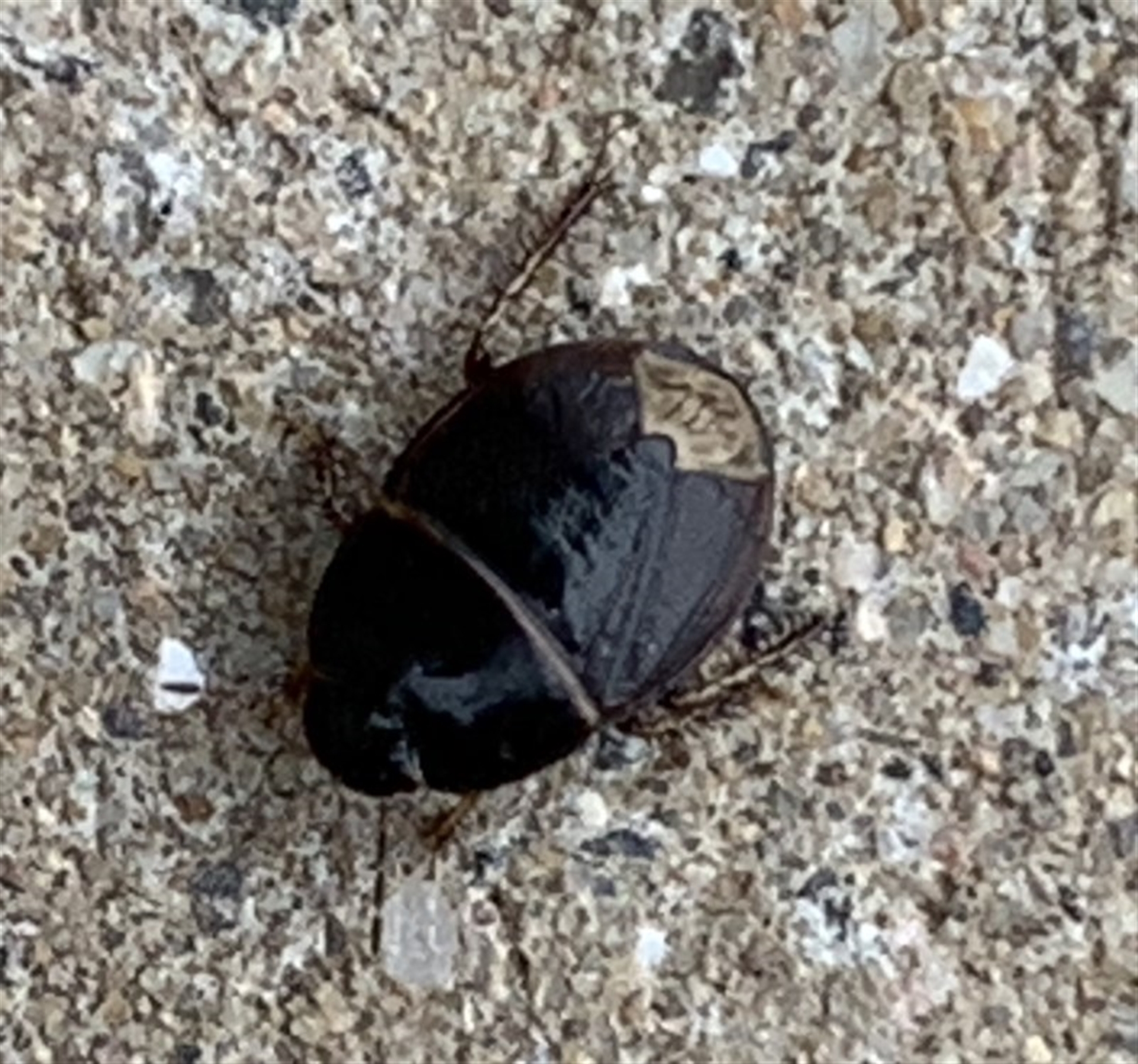 Cydnidae (family) at Black Range, NSW - 13 Sep 2020 04:35 PM