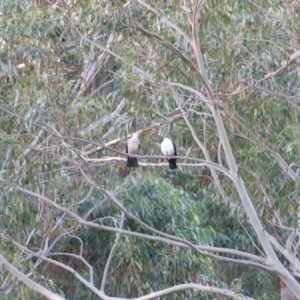 Columba leucomela at Termeil, NSW - 10 Sep 2020