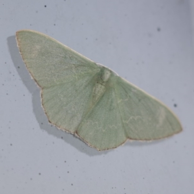 Prasinocyma semicrocea (Common Gum Emerald moth) at Higgins, ACT - 10 Sep 2020 by AlisonMilton
