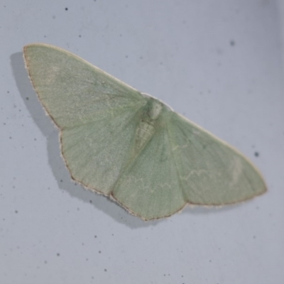 Prasinocyma semicrocea (Common Gum Emerald moth) at Higgins, ACT - 11 Sep 2020 by AlisonMilton