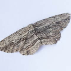 Ectropis (genus) (An engrailed moth) at Higgins, ACT - 11 Sep 2020 by AlisonMilton