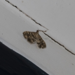 Nacoleia rhoeoalis (A Crambid moth (Spilomelinae) at Higgins, ACT - 3 Mar 2020 by AlisonMilton