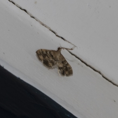 Nacoleia rhoeoalis (A Crambid moth (Spilomelinae) at Higgins, ACT - 3 Mar 2020 by AlisonMilton
