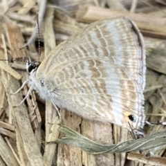 Lampides boeticus (Long-tailed Pea-blue) at Curtin, ACT - 10 Sep 2020 by RAllen