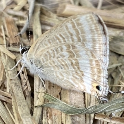 Lampides boeticus (Long-tailed Pea-blue) at Curtin, ACT - 10 Sep 2020 by RAllen