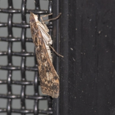 Achyra affinitalis (Cotton Web Spinner) at Higgins, ACT - 1 Apr 2020 by AlisonMilton