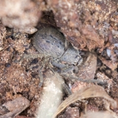 Isopeda sp. (genus) (Huntsman Spider) at Higgins, ACT - 10 Sep 2020 by AlisonMilton