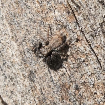 Servaea incana (Hoary Servaea) at Higgins, ACT - 10 Sep 2020 by AlisonMilton