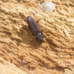 Ascetoderes sp. (genus) (Bothriderid beetle) at Higgins, ACT - 9 Sep 2020 by AlisonMilton