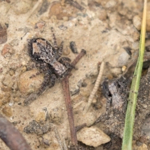 Servaea sp. (genus) at Holt, ACT - 10 Sep 2020