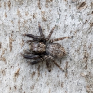 Servaea sp. (genus) at Holt, ACT - 10 Sep 2020