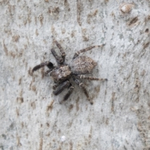 Servaea sp. (genus) at Holt, ACT - 10 Sep 2020