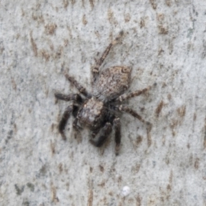 Servaea sp. (genus) at Holt, ACT - 10 Sep 2020